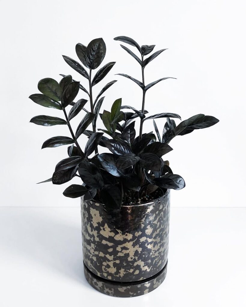 Zamioculcas zamiifolia ‘Raven