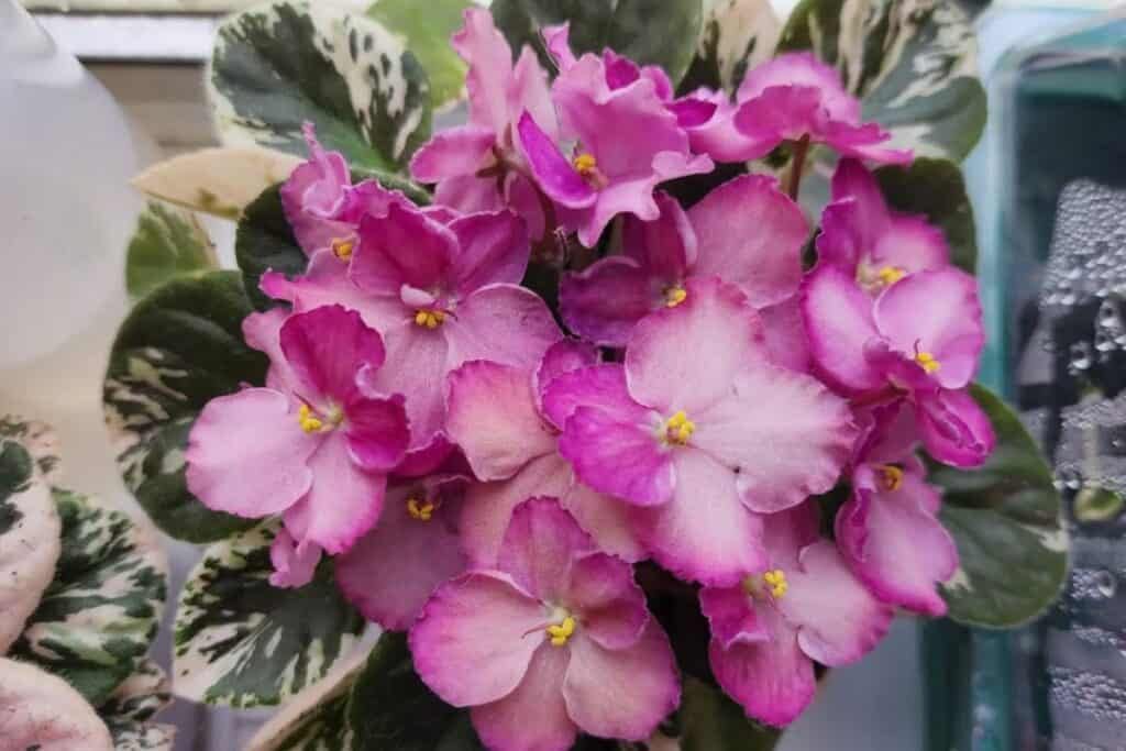 african violet care