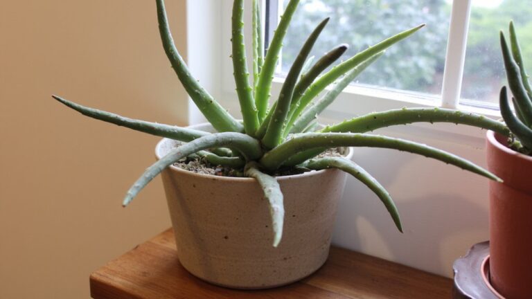 aloe vera care tips