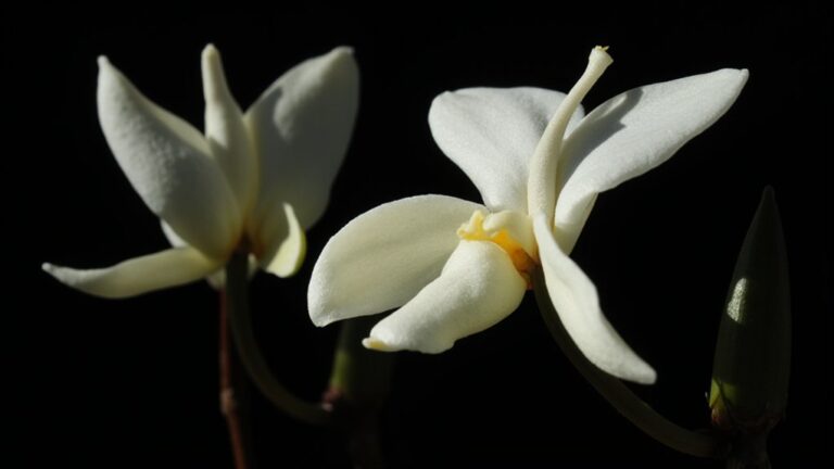 animal resembling rare orchids