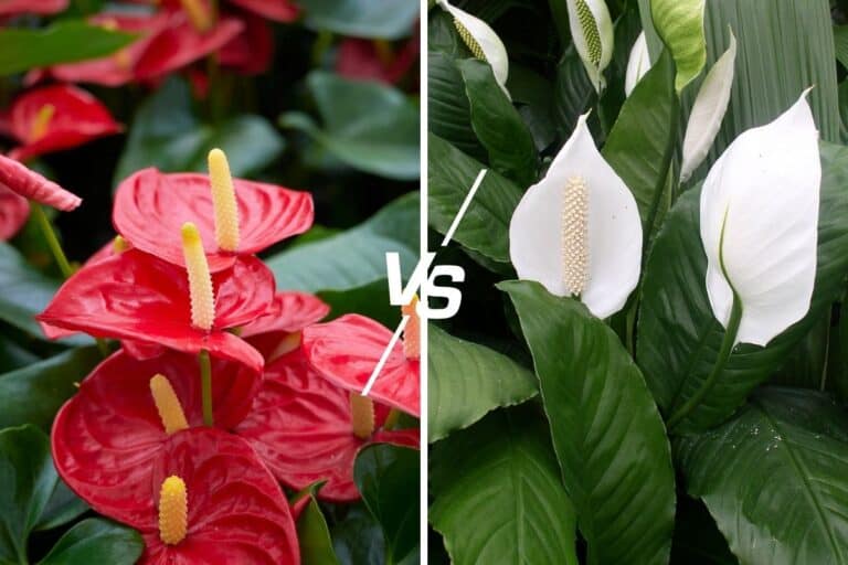 anthurium vs peace lily