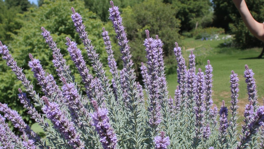 aromatic drought resistant perennial blooms