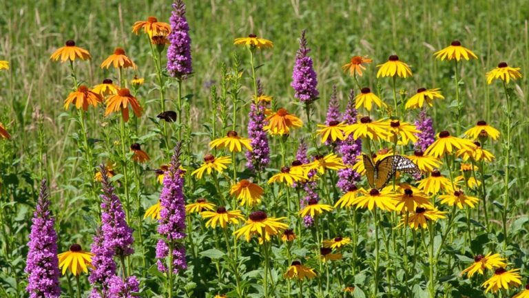 attracting bees and butterflies