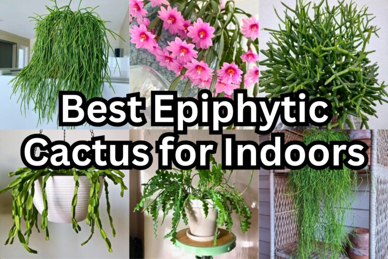 15 Best Epiphytic Cactus Varieties That Thrive Indoors