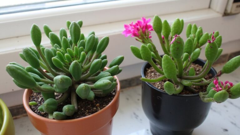cactus identification tips provided