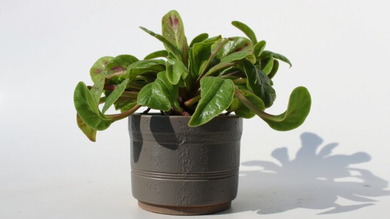 calathea leaf curling causes