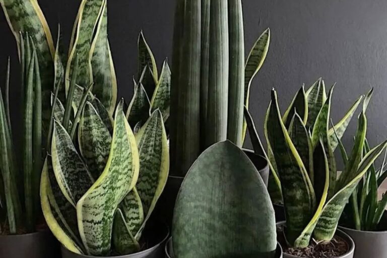 Can Snake Plants Really Purify Air? Separating Fact From Fiction