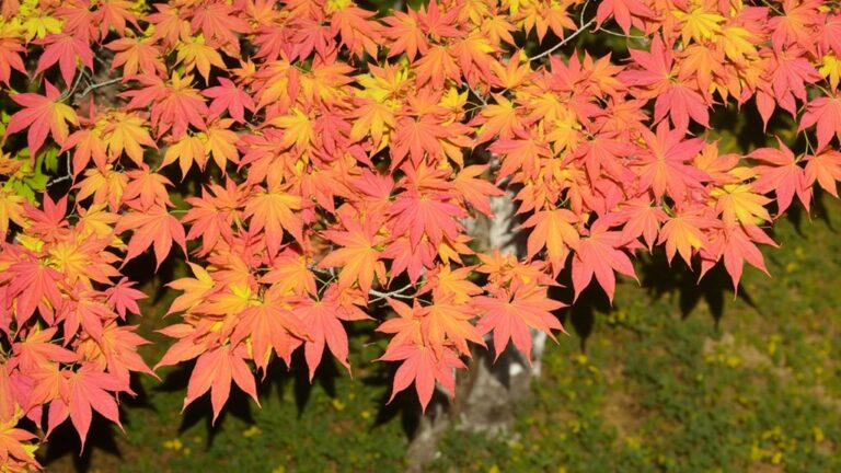 color changing seasonal plants