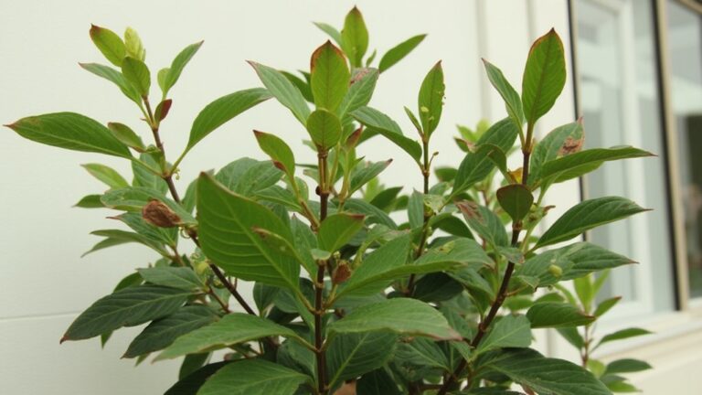 curling leaves care tips