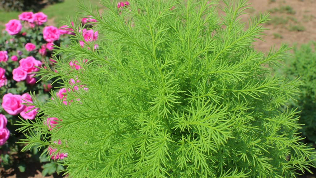 dill deters spider mites