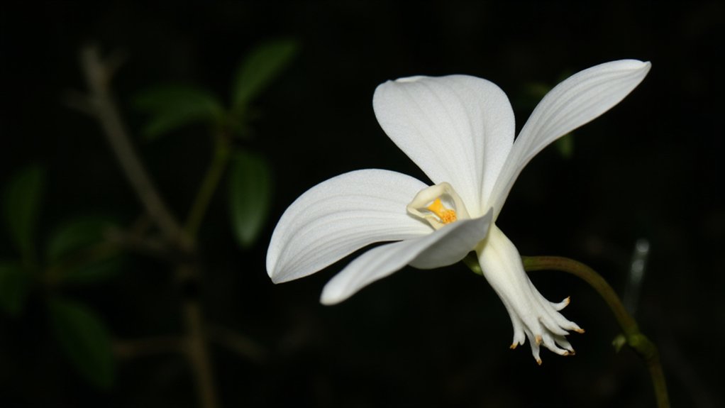 dove shaped white orchid flower