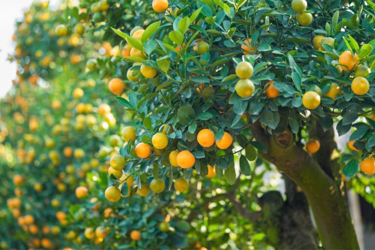 easy fruit trees for beginners