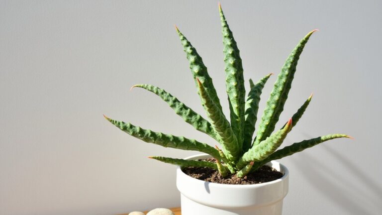 euphorbia indoor care tips