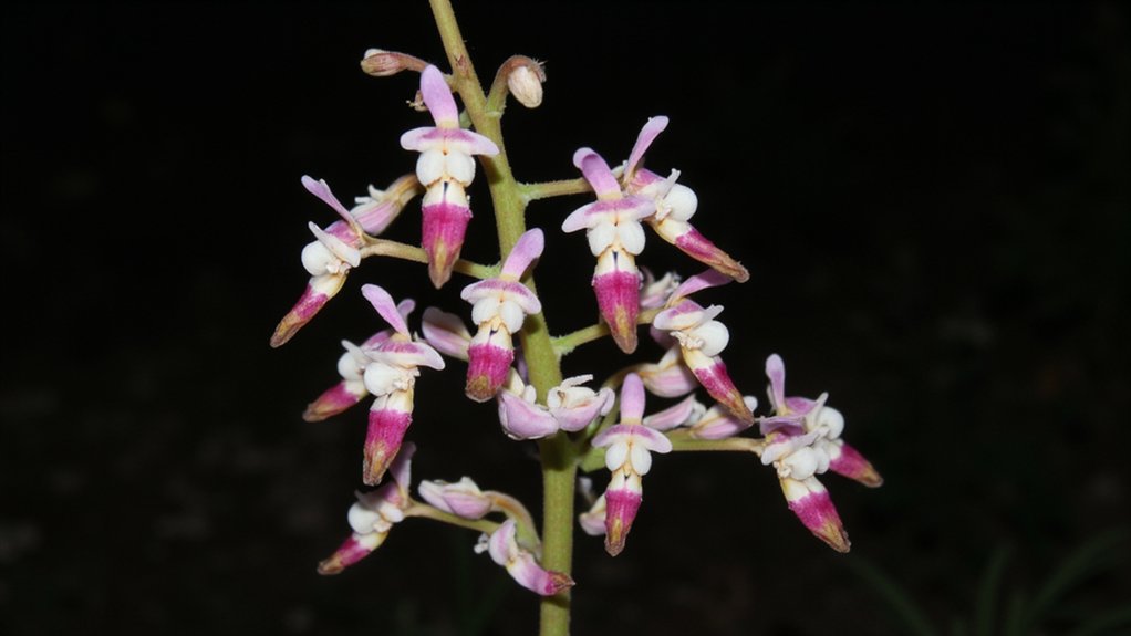 human shaped pink purple orchids