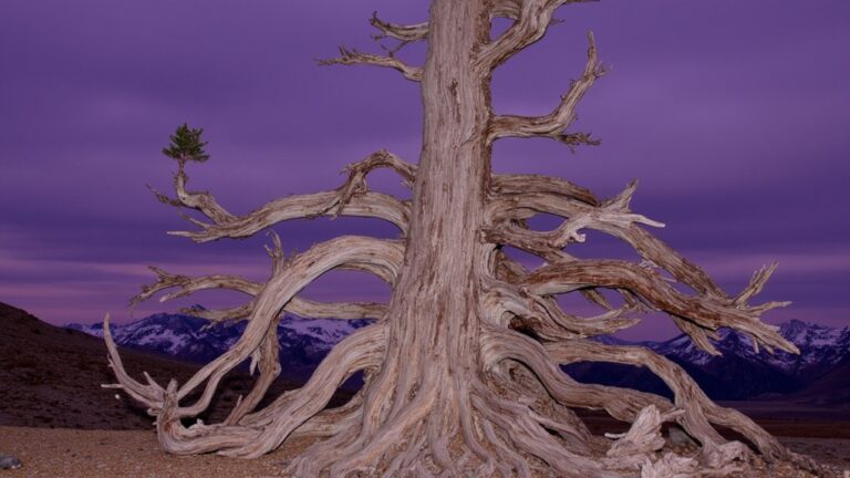 immortal tree myth explored