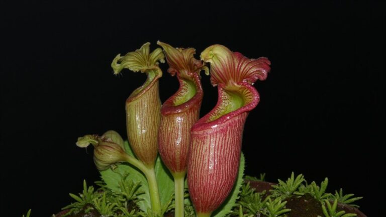insect eating plant adaptation