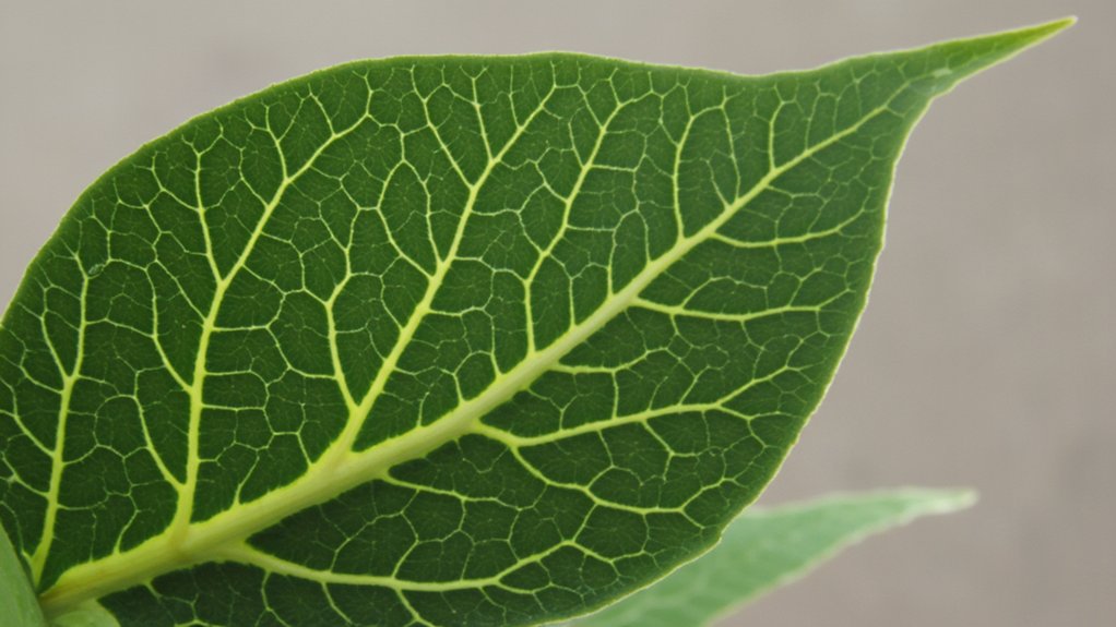 iron deficiency in plants