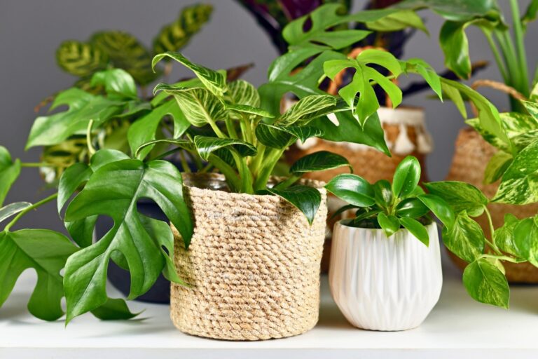 The 20 Best Low-Maintenance Indoor Plants for Effortless Greenery