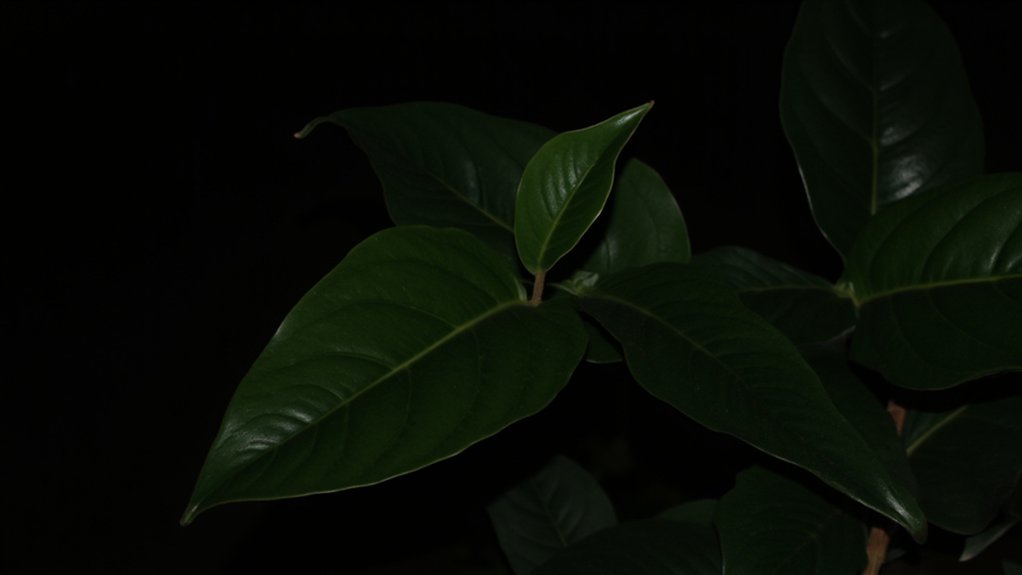 low light survival adaptations
