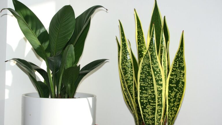 low maintenance houseplant comparison