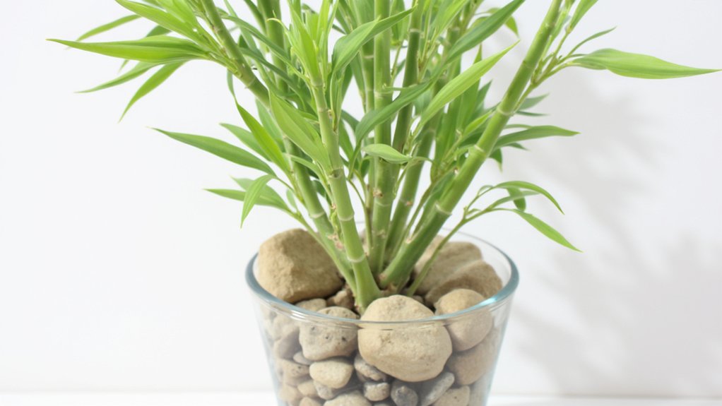 lucky bamboo is dracaena