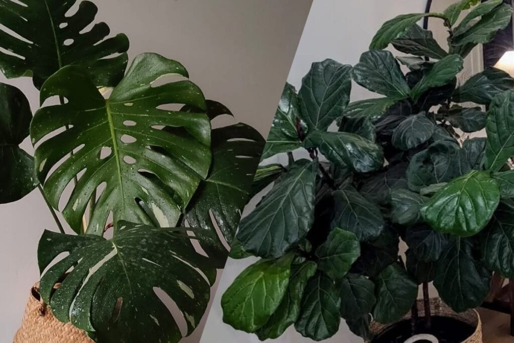 monstera vs fiddle leaf fig