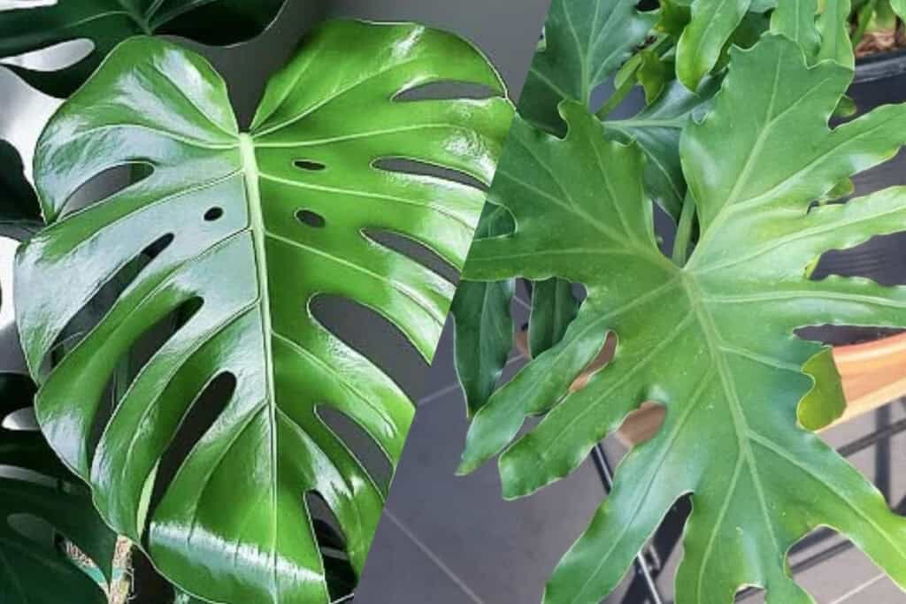 monstera vs philodendron