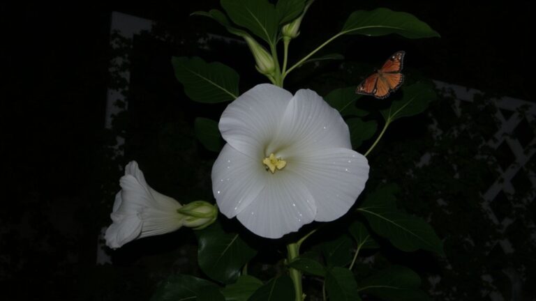 nocturnal blooming plant behaviors