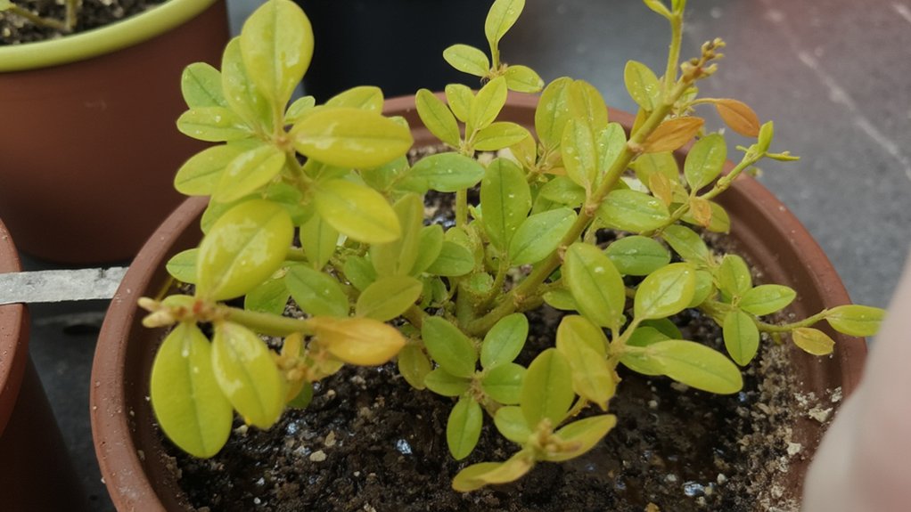overwatering causes stunted growth