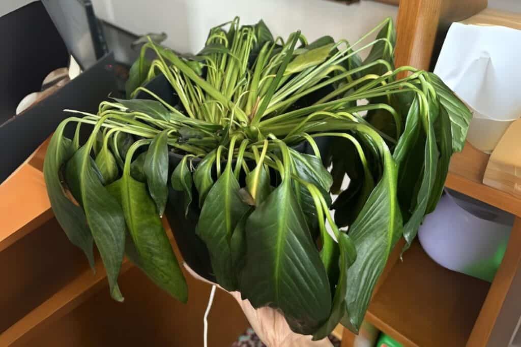 peace lily wilting and drooping