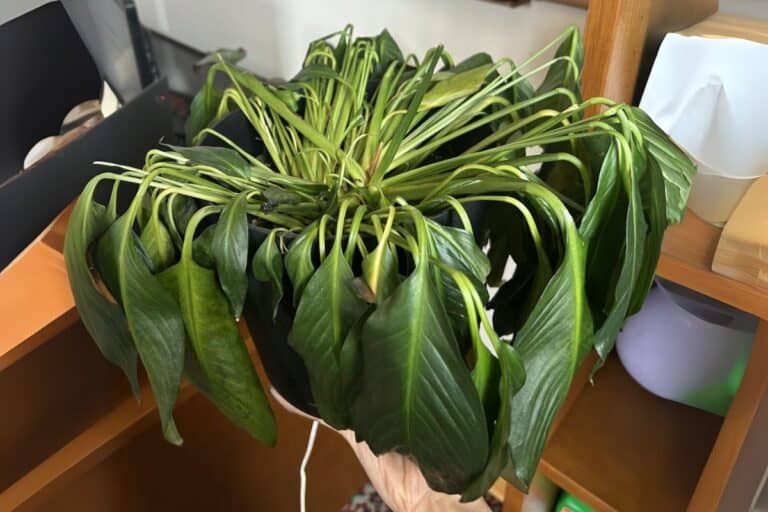 Peace Lily Drooping? How to Fix Wilting Leaves Fast and Bring Your Plant Back to Life