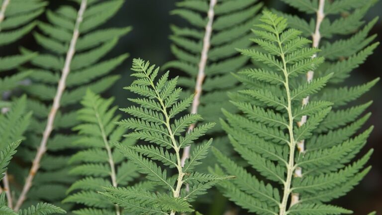 plants tactile response mechanisms