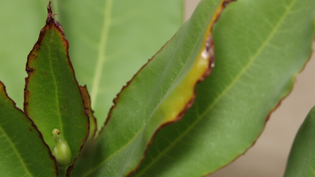 potassium deficiency causes necrosis