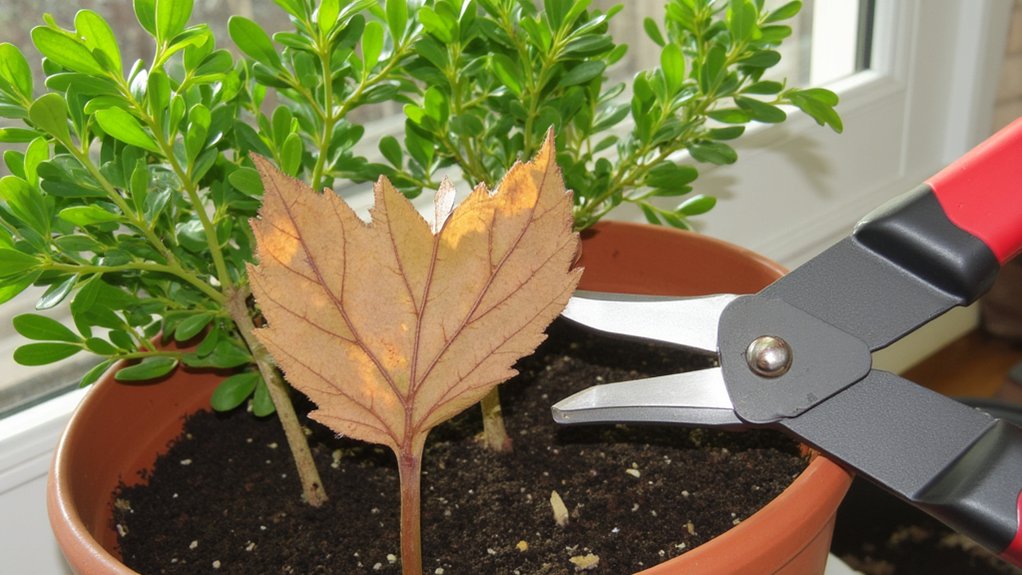 prune dead leaves regularly