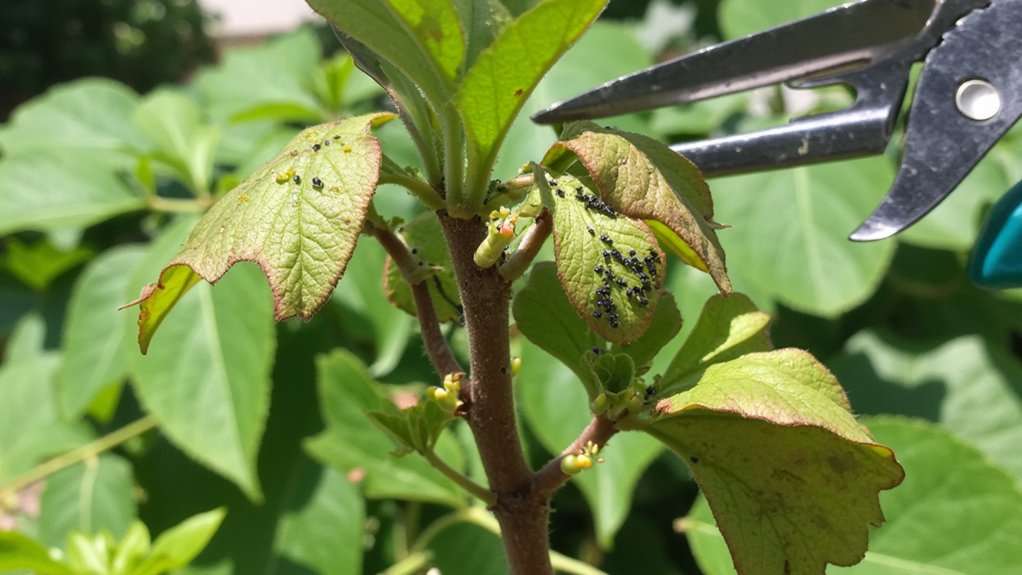 prune infested garden areas