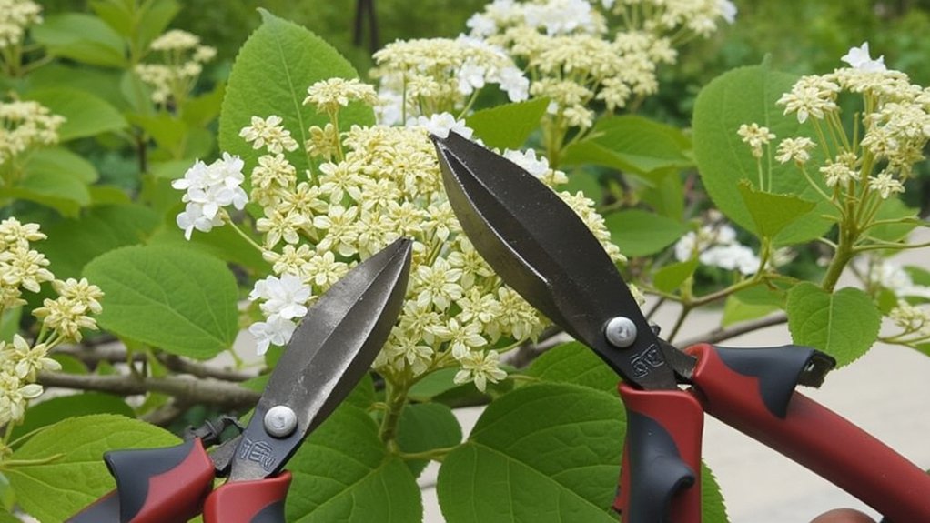 prune wisely for blooms