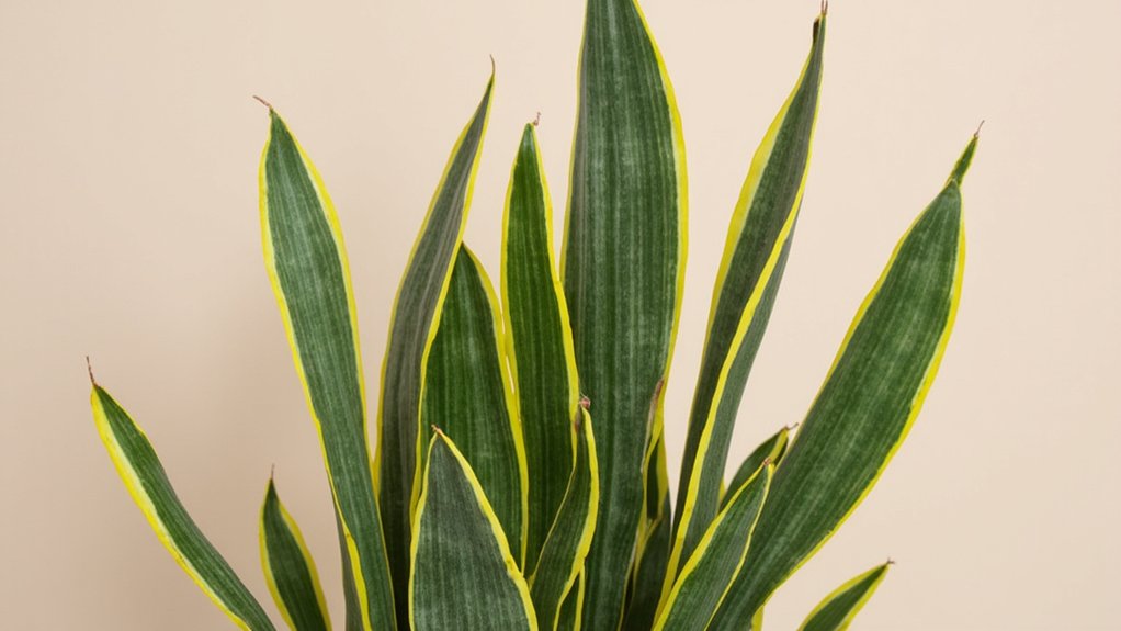 resilient water efficient houseplant adaptations