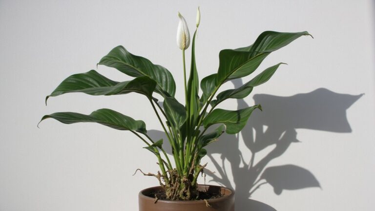 reviving wilting peace lily