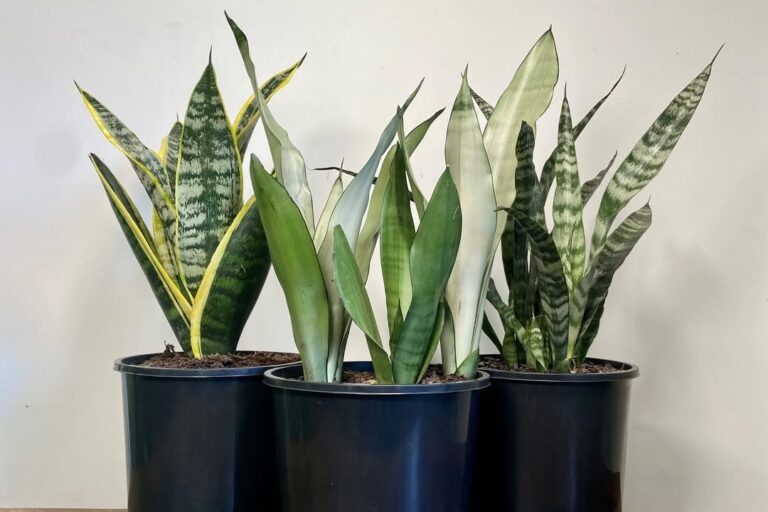The Ultimate Guide to Snake Plant Care—Why It’s Nearly Indestructible