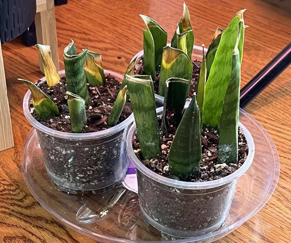 snake plant propagation