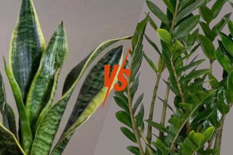 Snake Plant vs. ZZ Plant – Which Is the Ultimate Low-Maintenance Houseplant?