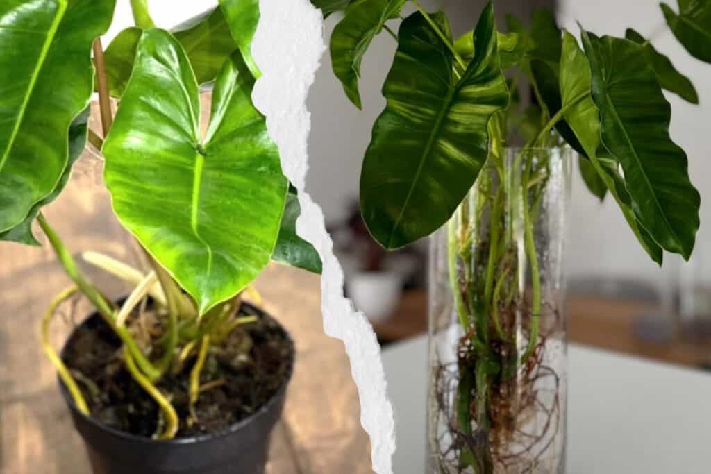 soil vs hydroponic