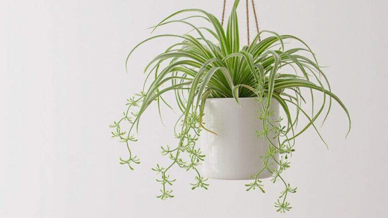 spider plants reproductive strategy