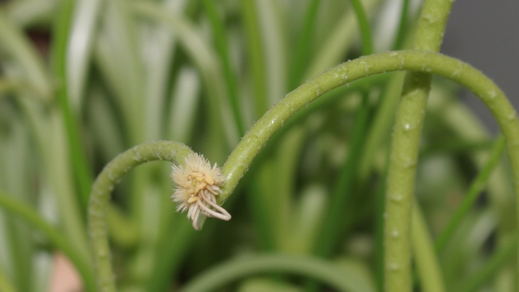 stolons facilitate plant reproduction
