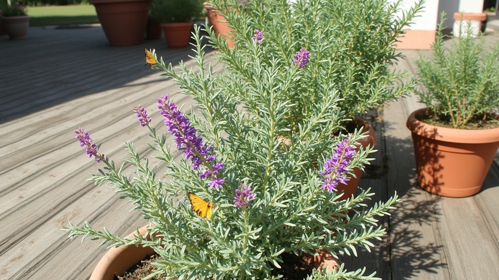 thyme repels flying pests