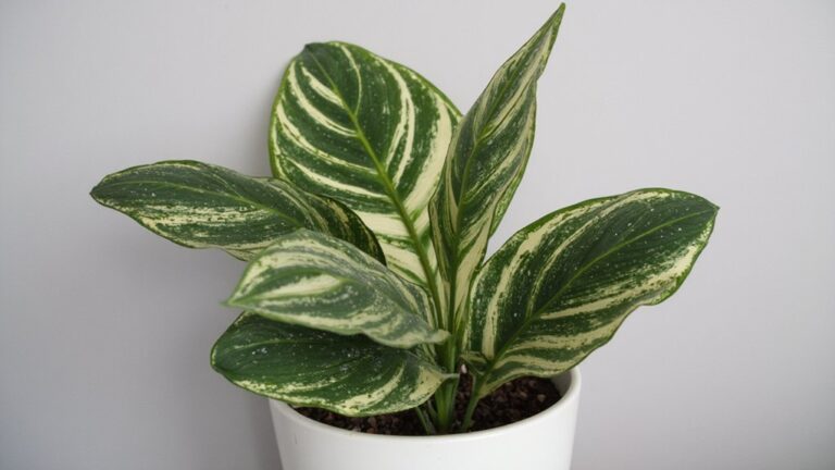 toxic plant causes speechlessness