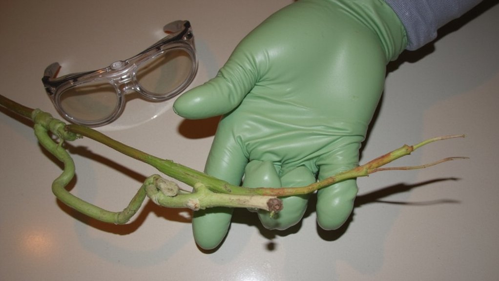 toxic sap handling precautions