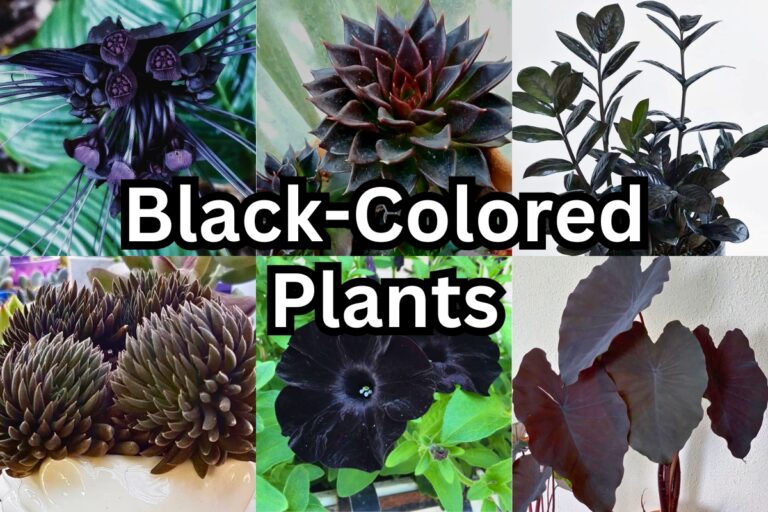 Mysterious and Majestic: 19 Stunning Black Plants for Your Garden