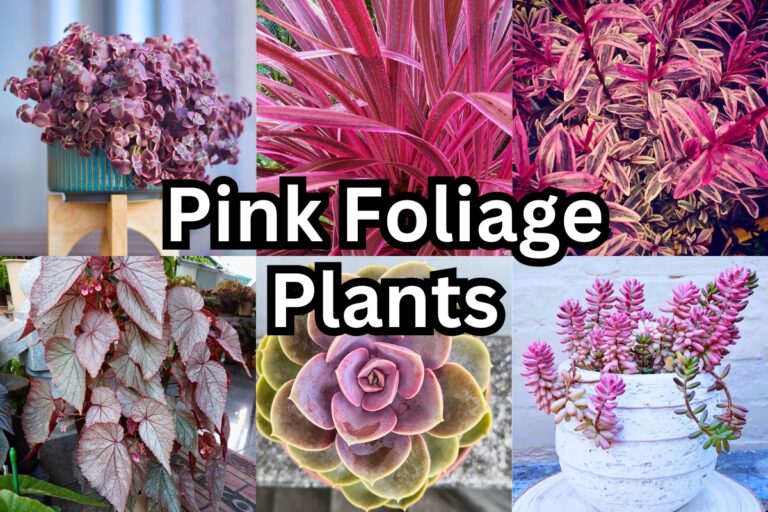 17 Stunning Pink Foliage Plants to Add Vibrance to Your Garden