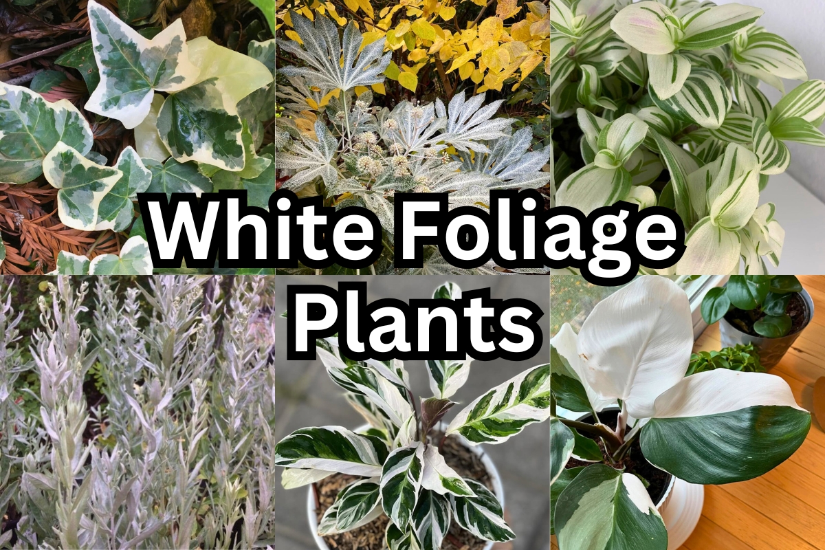 8 Stunning White Foliage Plants for a Luminous Garden | Houseplant Alley